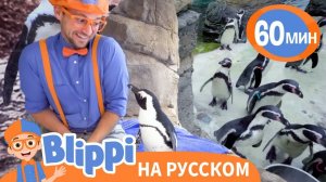 Пингвины в Зоопарке _ Изучай этот мир вместе с Блиппи _ Blippi Russian
