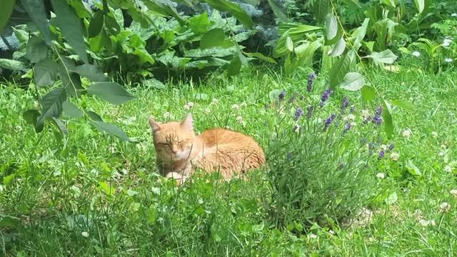 Коты 1 июля. Cats It's only July 1st