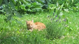 Коты 1 июля. Cats It's only July 1st