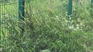 Шум шелеста травы 1 час | Звуки природы для глубокого сна и успокоения