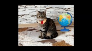 Если бы котики ходили в школу-2:Урок БЯБЯграфии