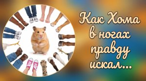 Как Хома в ногах ПРАВДУ искал. 62-я серия