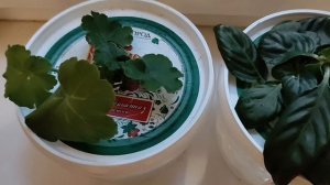 Леночка спасибо за цветочки