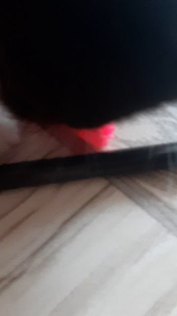мои прошлые котята которых мы отдали💔💐😭😢🥺⚘ смотреть онлайн