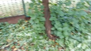 Борщ с горохом и свекольной батвой ! Юг России 🌴🪴🌹🇷🇺