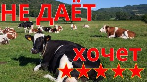Почему корова не даёт молока?