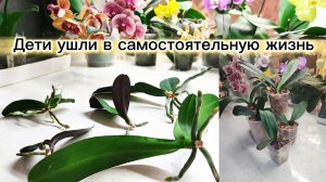 Орхо- детки ушли в самостоятельную жизнь. Посадка отделённых деток .