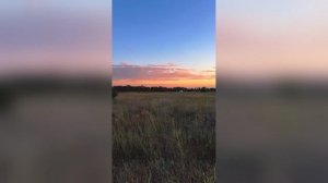 Закатные Блёстки В Траве Топ