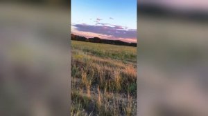 Закатные Блёстки Трава Смотри