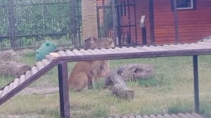 _03.07.2026-видео_от_Ивана