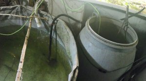 УЗВ с форелью и карасём на натуральном и живом корме. Сравнение растений в аквапонике и в грунте.