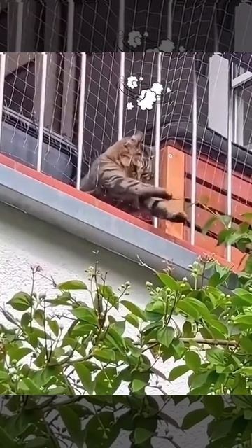 😾🌿😁