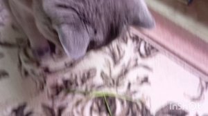вы посмотрите на эту красоту 🤗❤🥰🥰👍цветущие пеларгонии и орхидеи, как подросли сеянцы глоксиний ❤