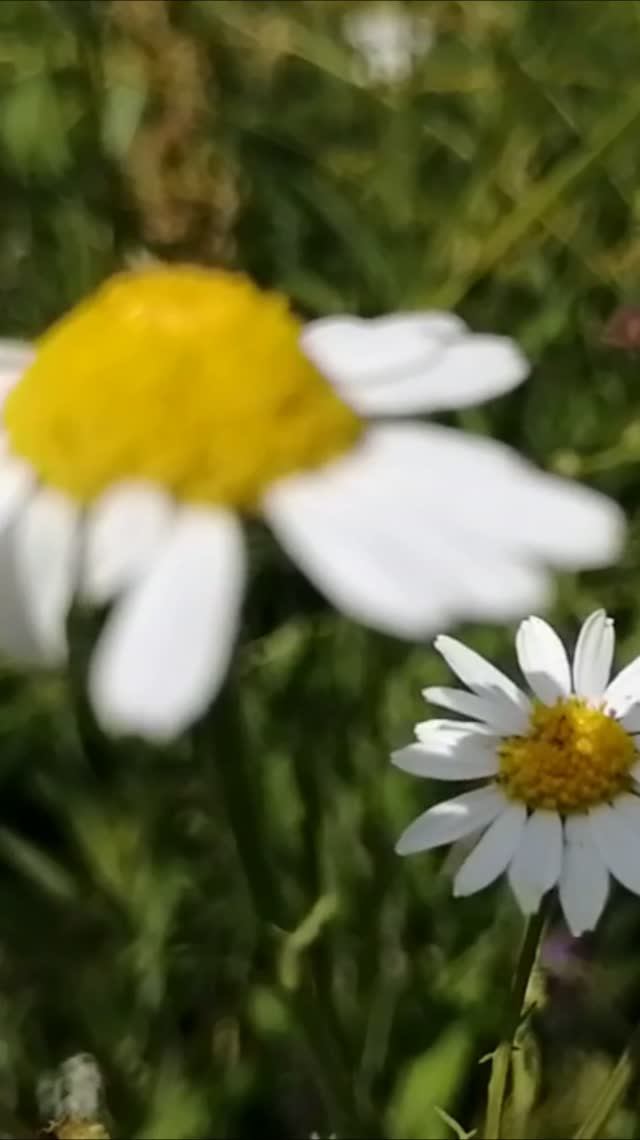 Почему вы забыли о ромашках? 🌼 #природа #цветы