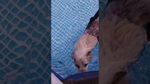 Снежок поплавал в бассейне