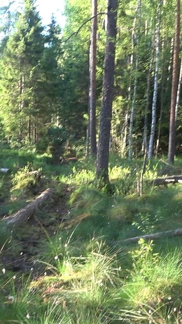 По лесам и болотам #shorts #влесу #metaldetecting #другаяжизнь #вокругболота