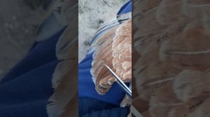 Как правильно обрезать крыло курице .