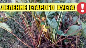 Деление старого куста клубники после плодоношения!