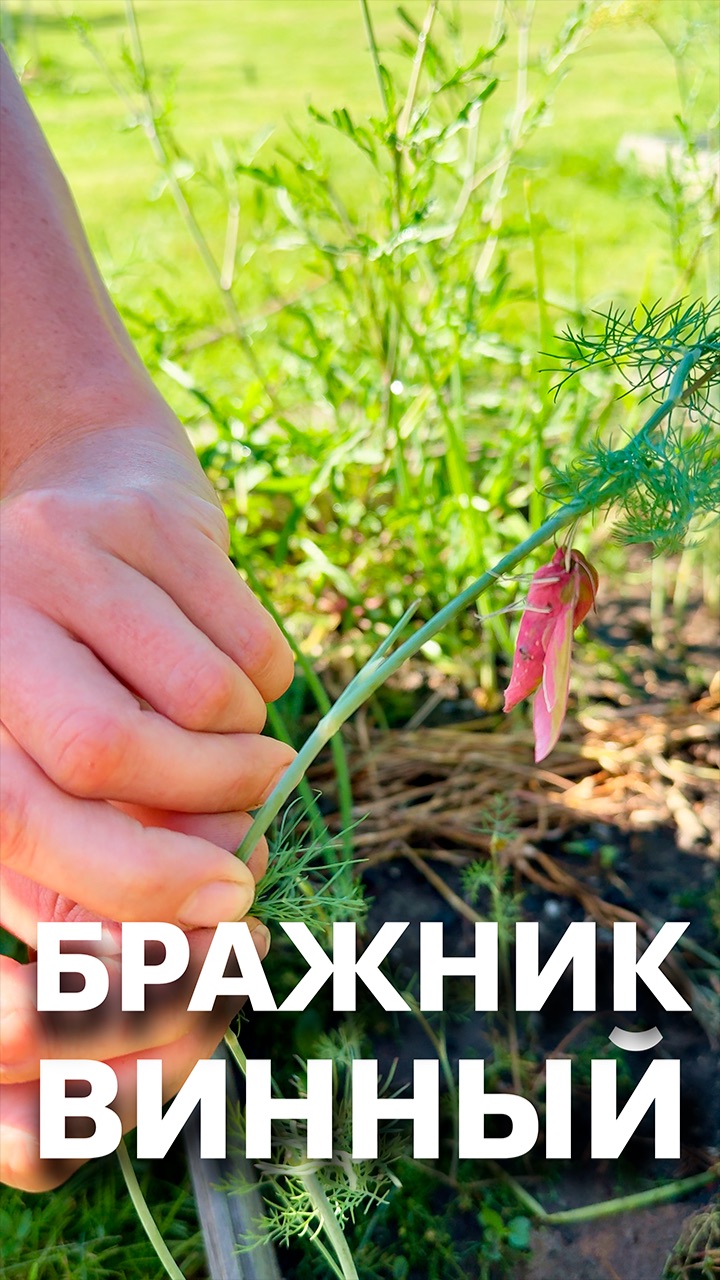 БРАЖНИК ВИННЫЙ #надаче #бабочка