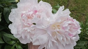 03-07-2026.Дача..Пионы отцветают.розы и гладиолусы расцветают♥️