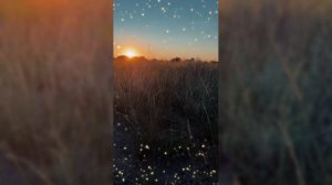 Звездная поляна