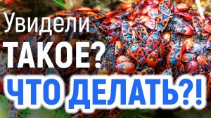 КЛОПЫ-СОЛДАТИКИ: вред и польза