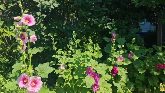 Мальвы: буйство красок🌺
