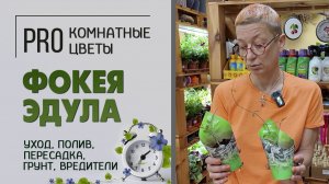 Суккулент Фокея эдула: как ухаживать за фокеей, про растение, пересадку, грунт, полив и вредителей.