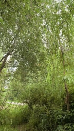 Один кадр из Парка Победы: Озеро и голоса чаек.