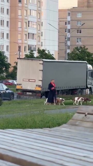Собаки Москва