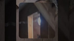 1000063388.mp4 (Собака смотрит на пвх короба для устройства вытяжной вентиляции в доме А-фрейм)