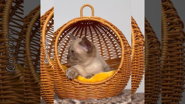 Шоколадный бурманский котёнок Queenie Freya Way*RU Помёт «Q8».