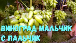 Виноград Мальчик с Пальчик. (Калугин В М).