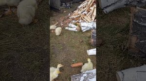 утятки (кста я прямо сегодня был в деревне вот почему видео не было интернета не было)