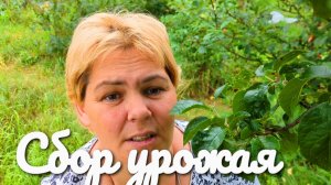 Правильный завтрак и ужин.Покупочки на Вайлдбериз.