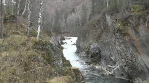 ОХОТА НА МАРАЛА В СЕРДЦЕ АЛТАЙСКОЙ ТАЙГИ
