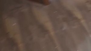 1000063369.mp4 (Собака смотрит на пвх короба для устройства вытяжной вентиляции в доме А-фрейм)