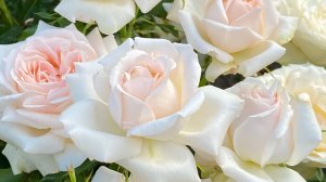 ЦВЕТЕНИЕ РОЗ 2026❤️🌹. НОВЫЕ СОРТА🔥🌹😎