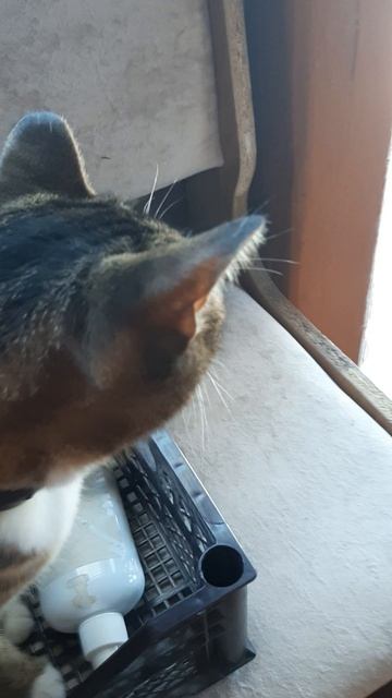 милота💗💖 смотреть онлайн