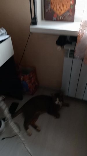 Играю с котиком