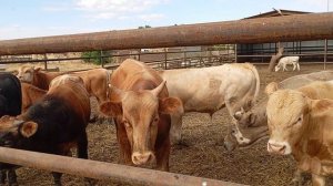 КУПИЛ БЫКОВ. ЦЕНЫ НА БЫКОВ. РЕЗУЛЬТАТ ПРОДАЖИ БЫКОВ