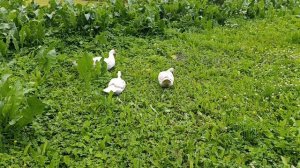 Утки 🦆 сели на гнёзда 🪺 а кто не готов стать мамочкой, гуляет ☝️🤠