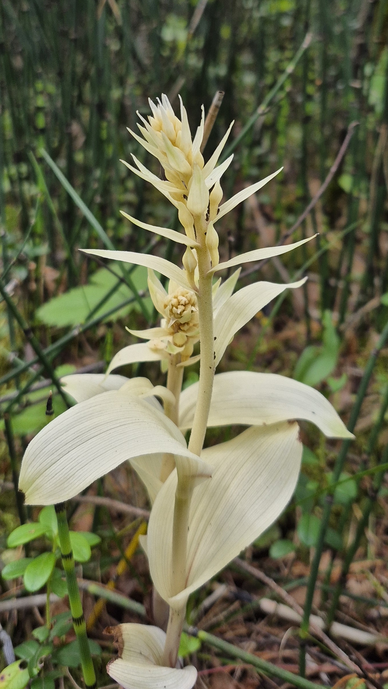 Дремлик широколистный(северная орхидея), наблюдаю за Epipactis Helleborine,впервые увидела нынче