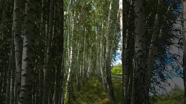 Наш вайб