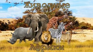 Звуки и голоса диких животных|| Животные Африки #животные #детскийконтент #animals