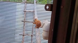 замечательный субботний вольный зоопарк