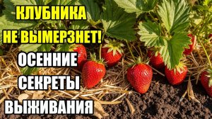 ПОДГОТОВКА КЛУБНИКИ К ЗИМЕ – САДОВОДЫ ОБ ЭТОМ МОЛЧАТ!