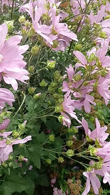 Дачные цветы ☘️💃🦋🥀☘️ смотреть онлайн