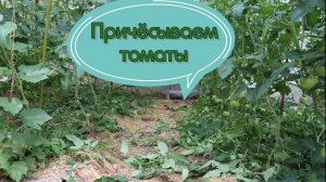 Причёсываем томатные джунгли.
