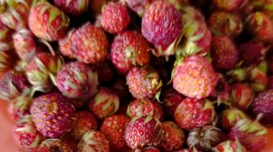 Клубника 🍓 пошла! Ой! МЕНЯ что-то, этот раз....обкорнали!🥴🤦♀️
